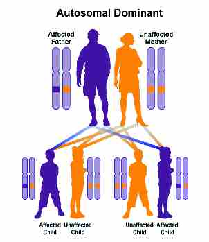 gene inheritance illustration