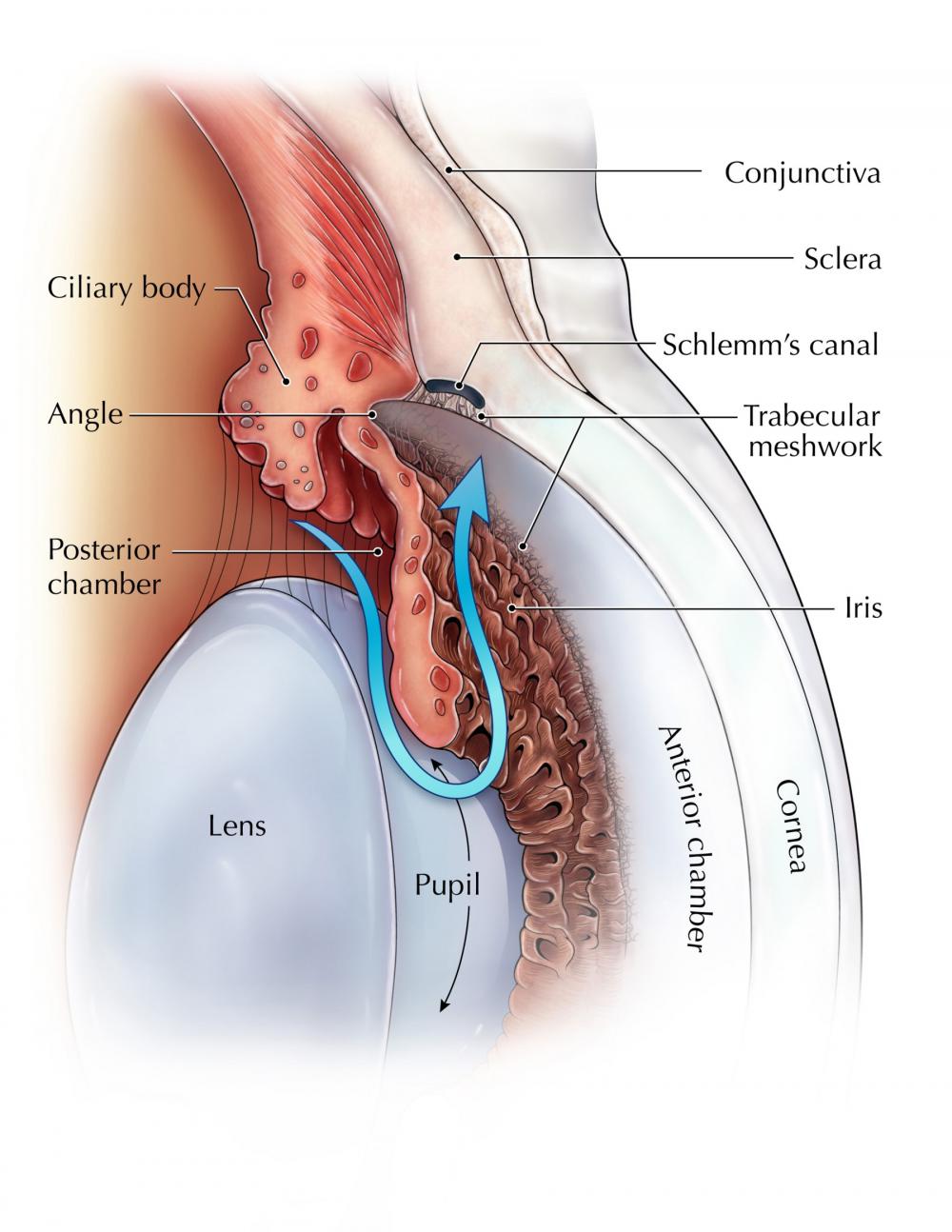 Schlemm's Canal Outflow Pathway diagram