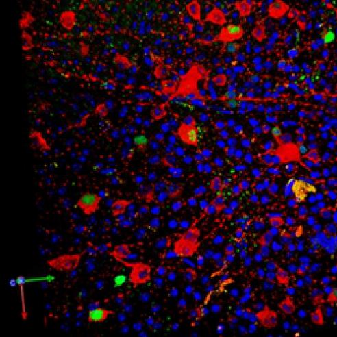 Gene therapy for mitochondria