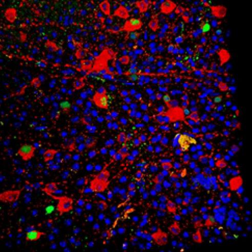 Gene delivered to mitochondrial DNA