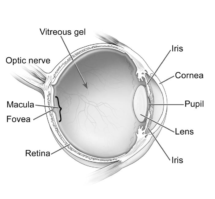 Eye anatomy - how vision works